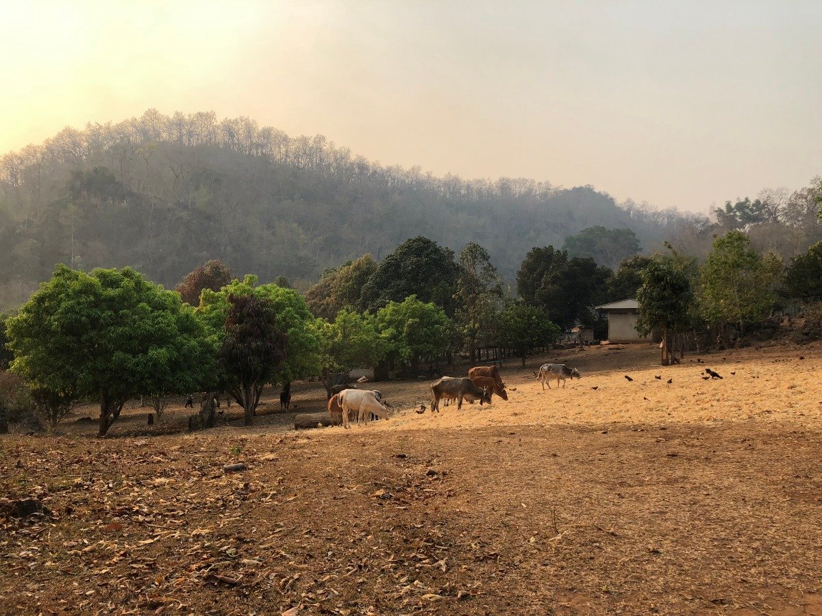 Exploring Health–Nutrition–Ecology Relationships and Resilience through Food-Farming Practices in Thailand