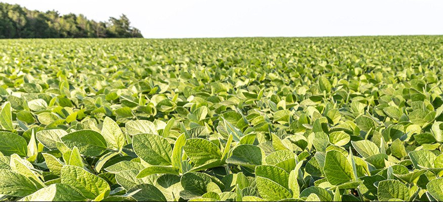 Pre-emergent Herbicides