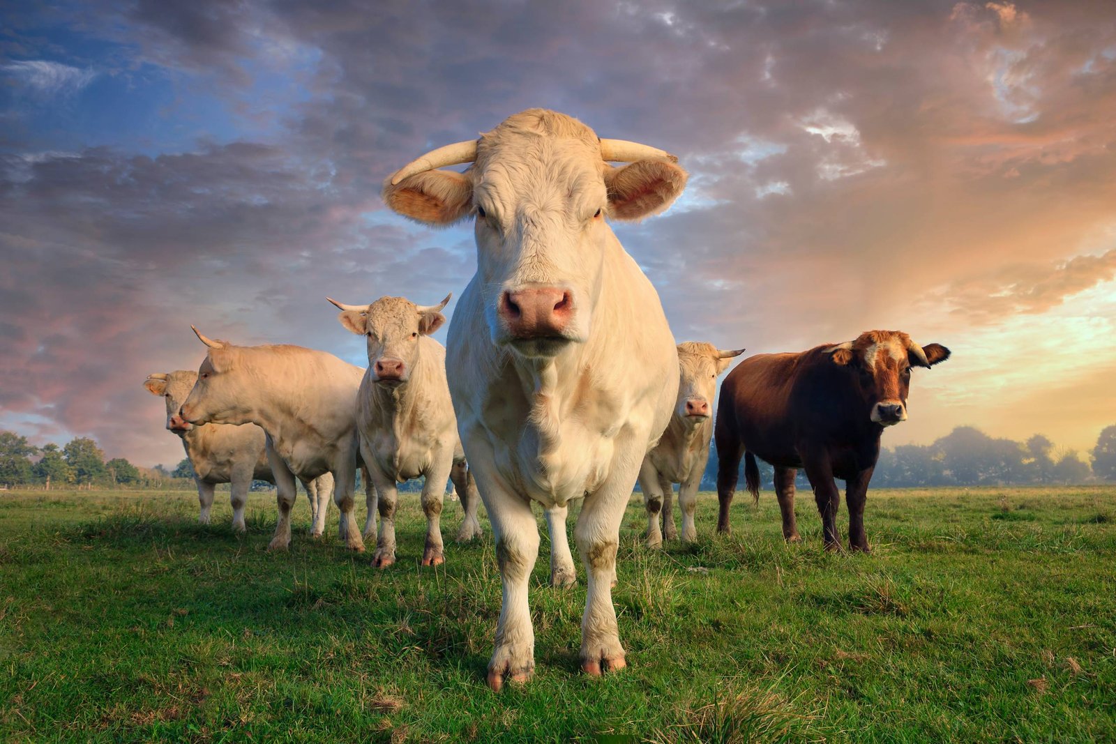 cows on a field, all looking at the camera as if scrutinizing