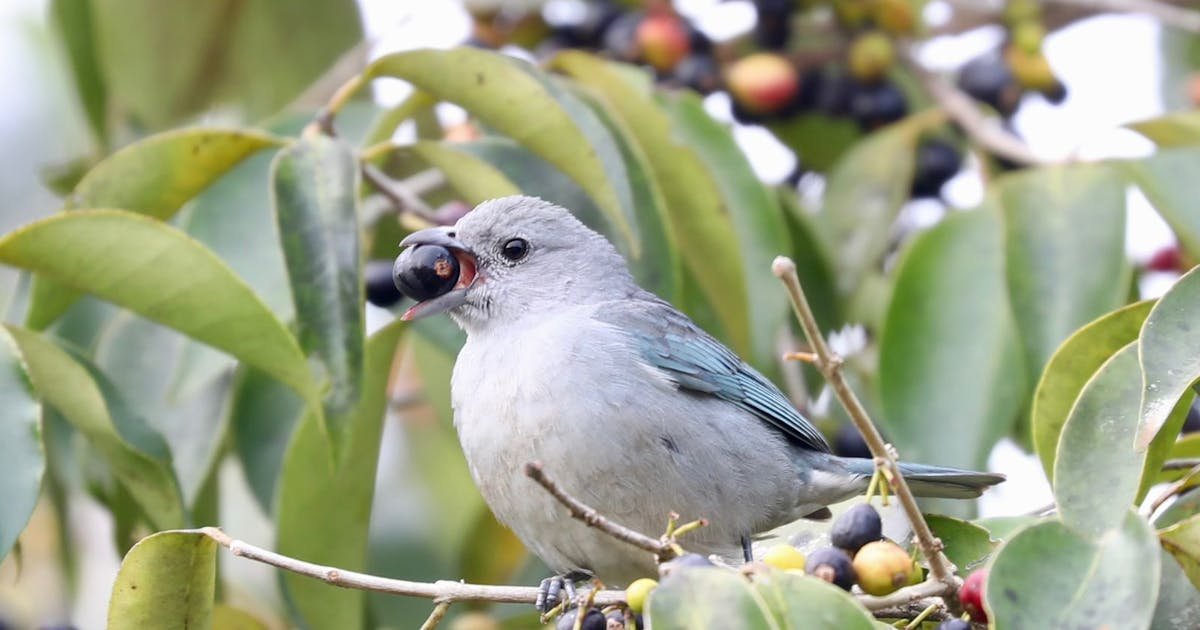 New research links bird diet to forest health