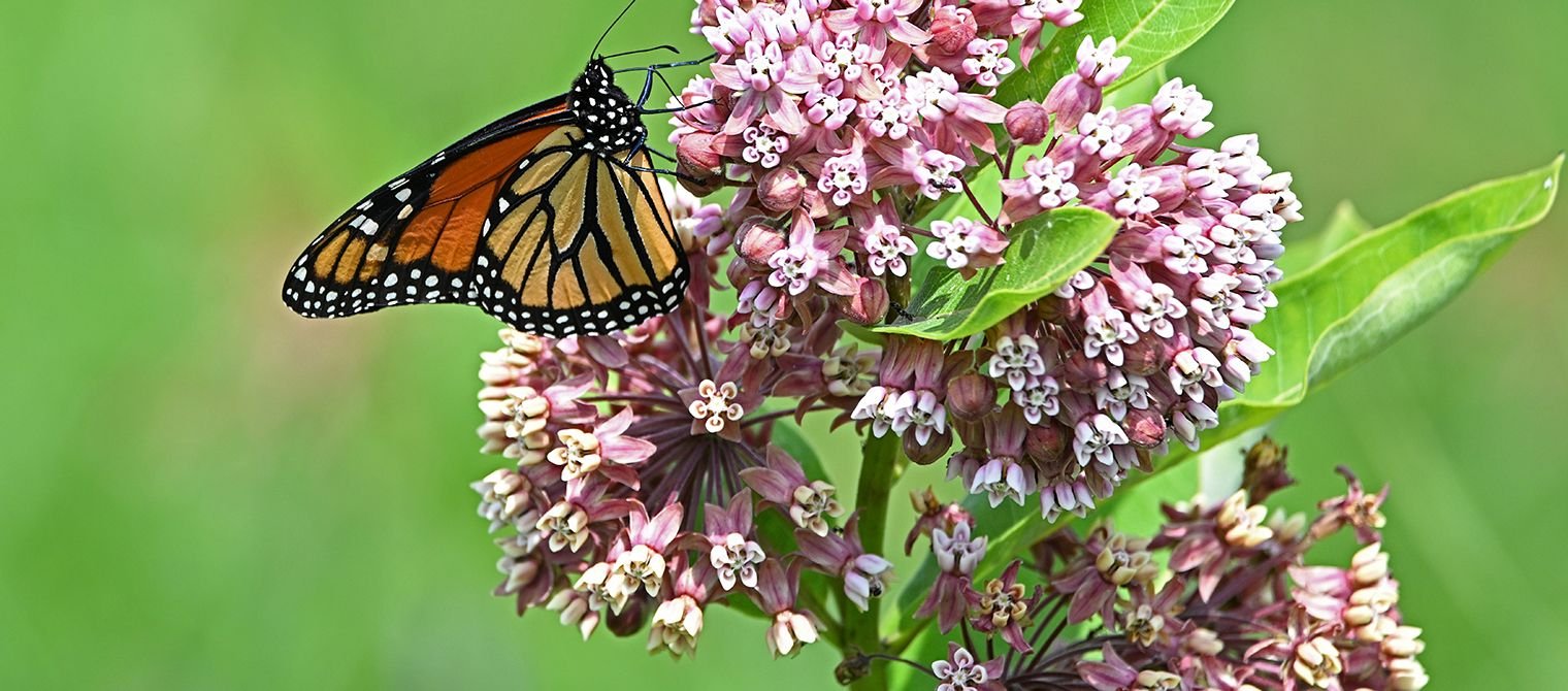 Pollinators along the road – Creating habitat in the Waterloo region