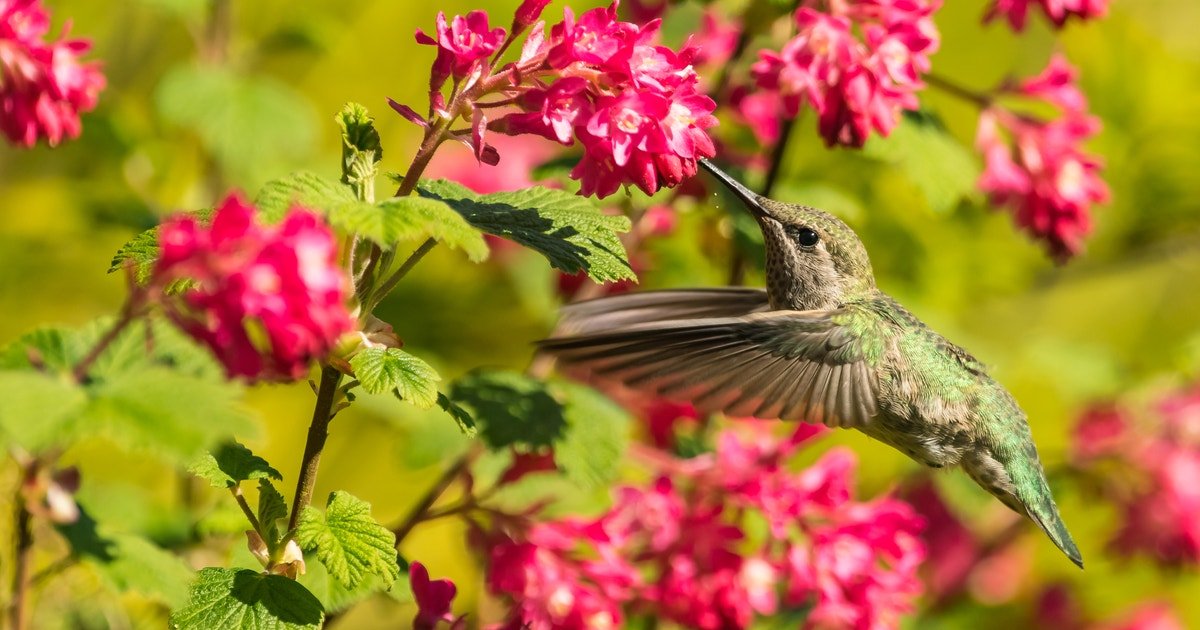 Saving Birds Melissa Hafting in a Time of Sadness. She Wants to Save Them in Return.