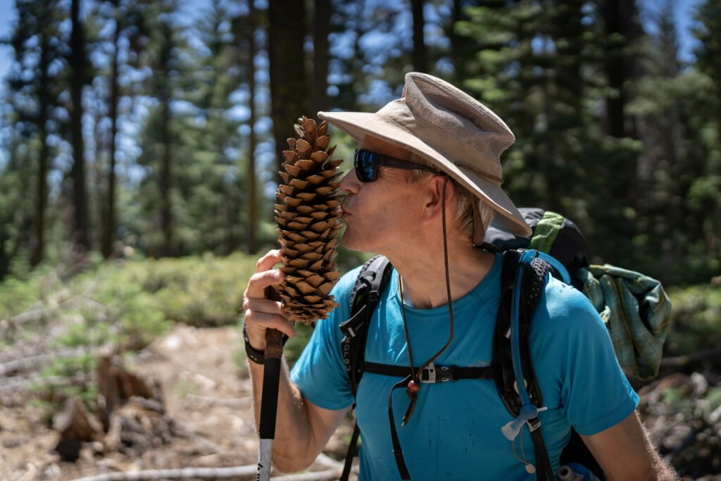 Ecologist Hugh Safford holds a sugar pine cone for size comparison on the Pacific Crest Trail near Quincy, California. Credit: Bing Lin/Inside Climate News