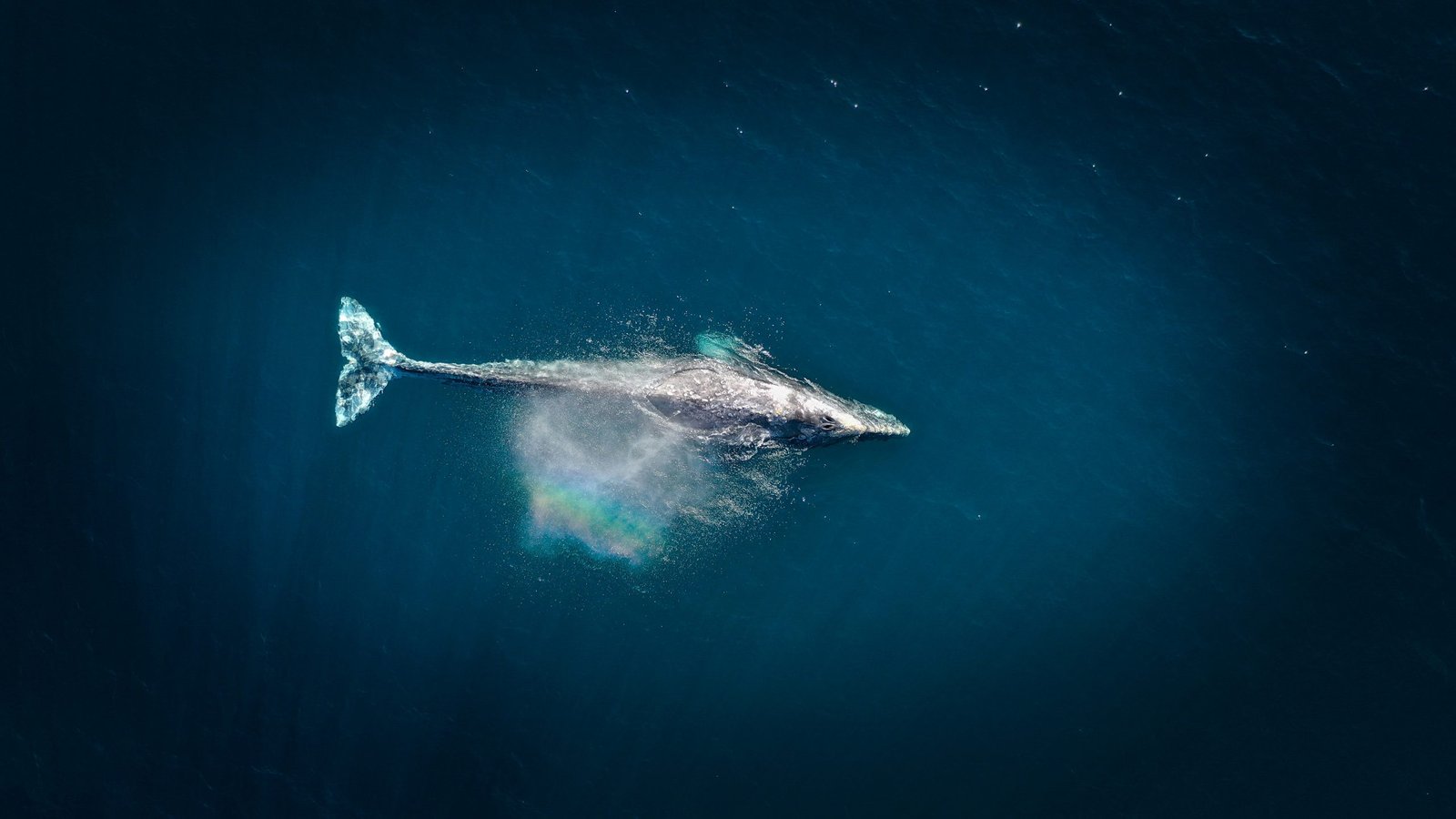 aerial view of whale in ocean