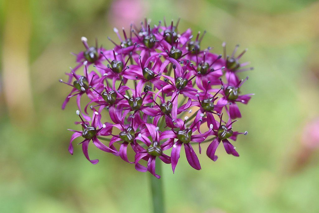 Allium wallichii