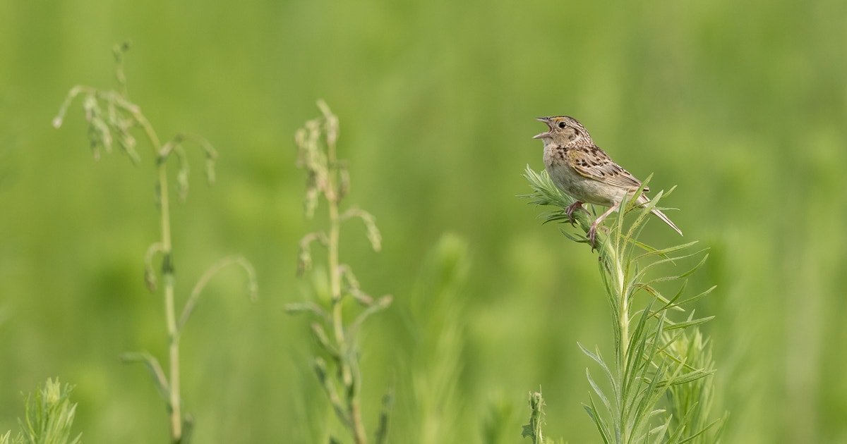 Grazing the Bar: Audubon Receives $2.5 Million Grant for Conservation Innovation from USDA