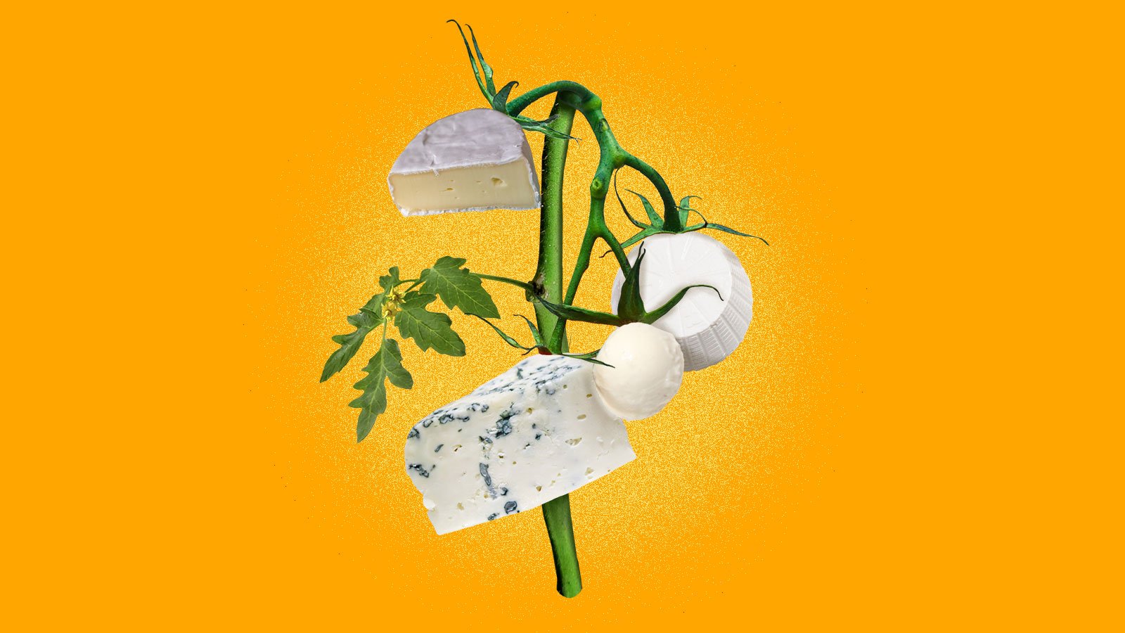 Have these startups cracked the code for vegan cheese that tastes like cheese?