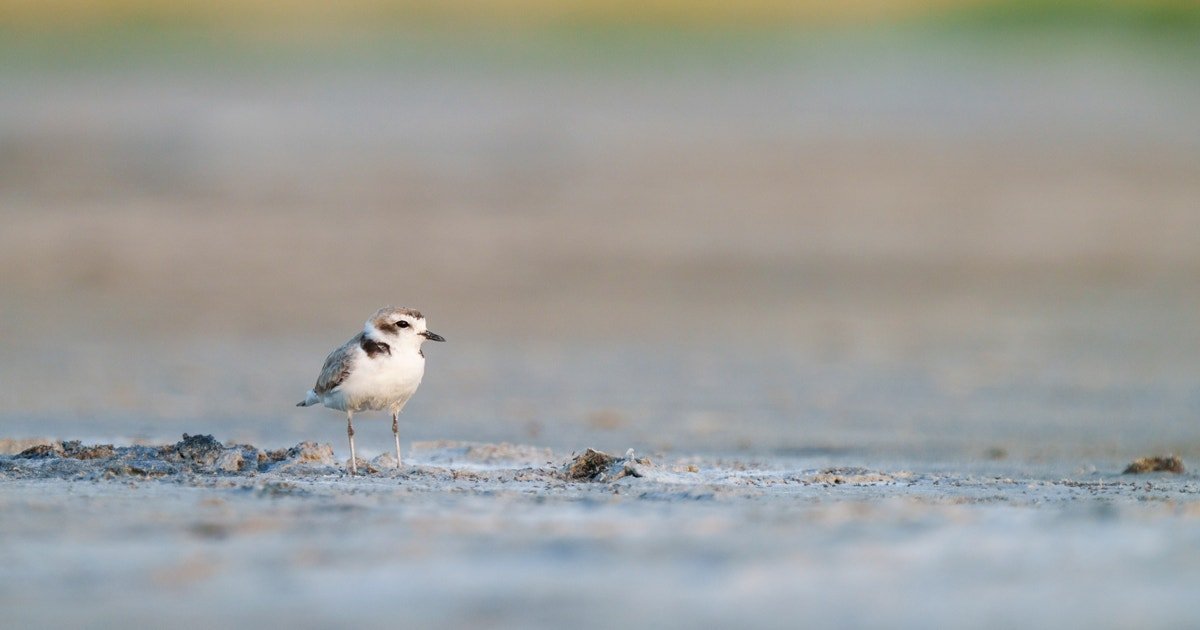 Monitoring Snowy Plovers at Great Salt Lake