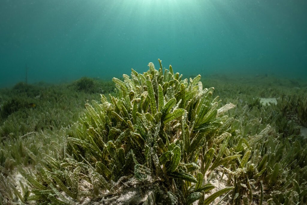 The Seagrass Species That Is Not So Slowly Taking Over the World