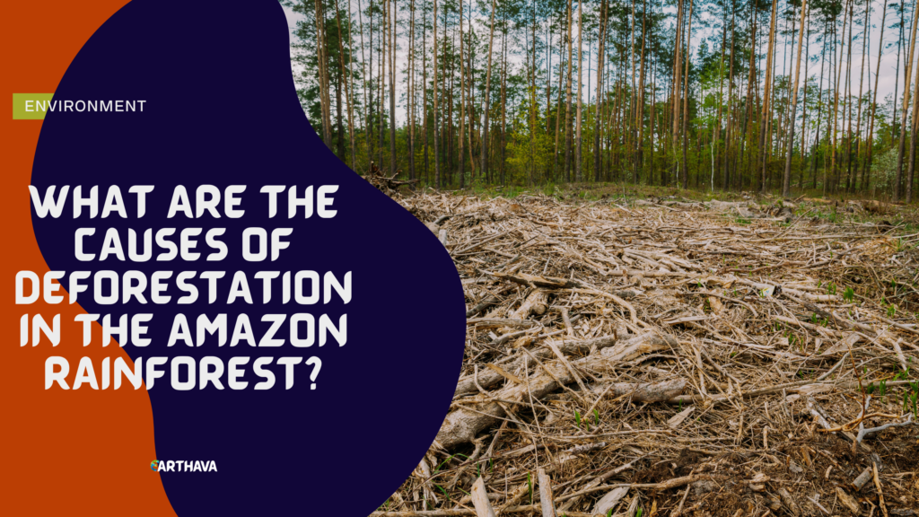 What Are The Causes of Deforestation in the Amazon Rainforest?