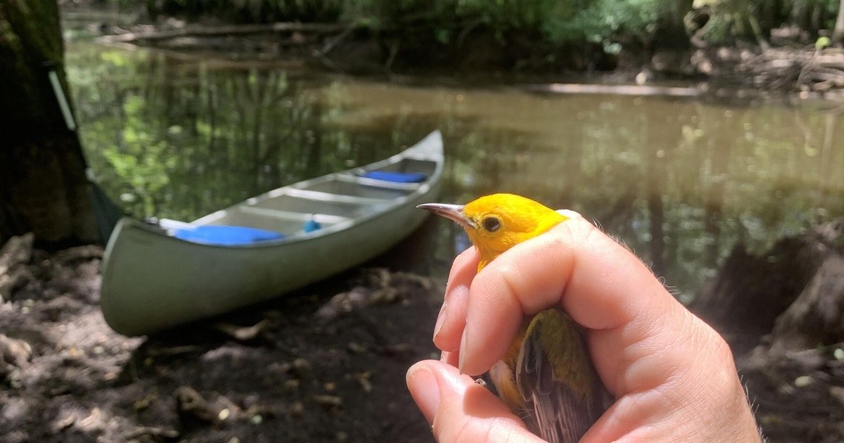 Audubon South Carolina gebruikt nieuwe technieken om prothonotaire grasmussen te begrijpen