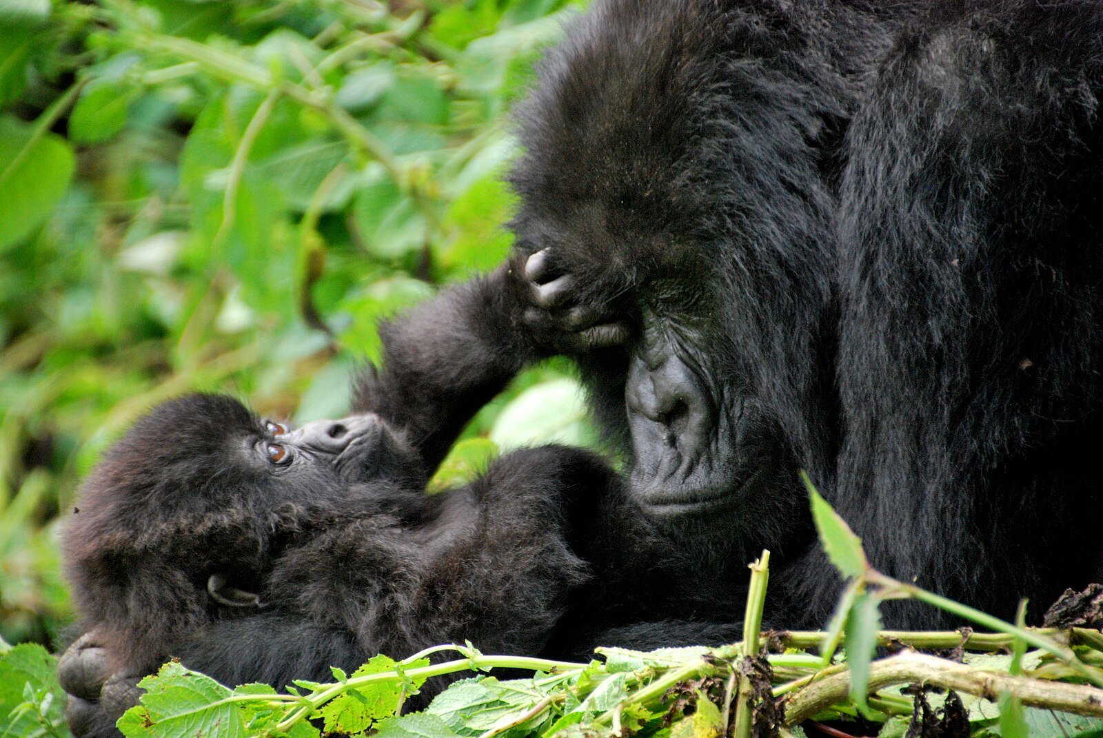 [Book review] Bringing alive the magnificent mountain mammals of the world