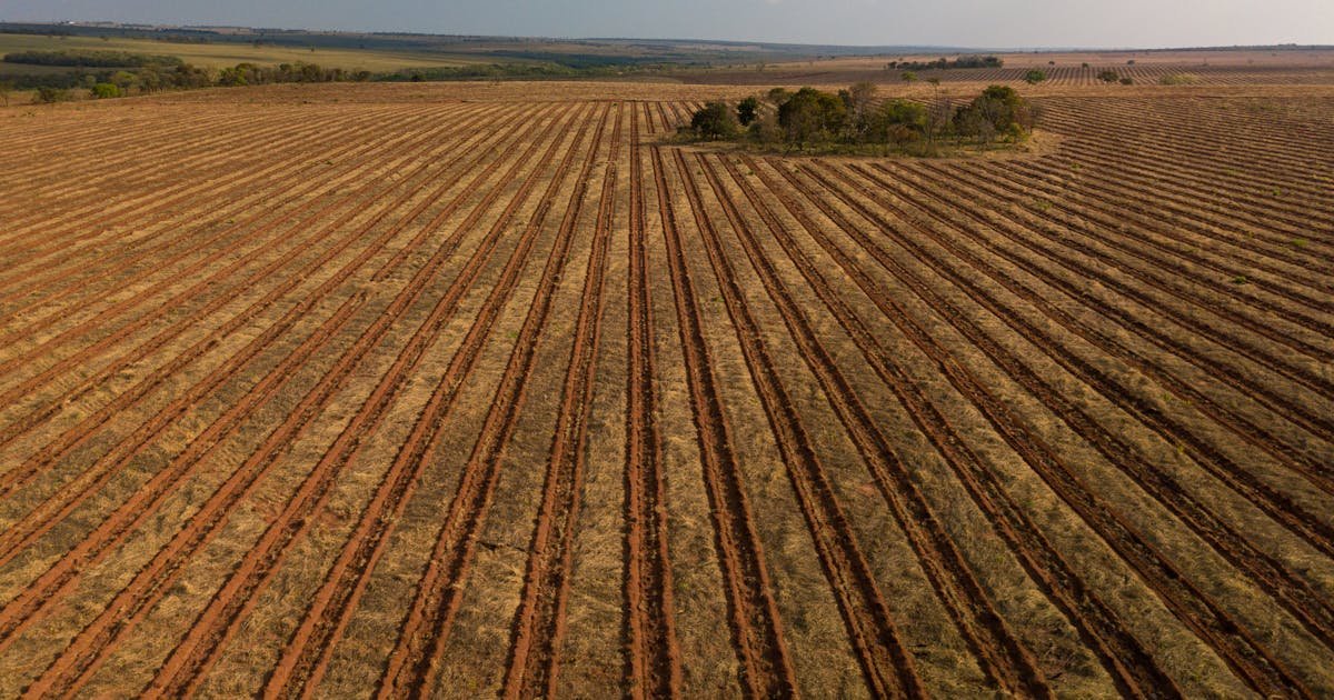 Can tree farms save a forest? Brazil is about to find out