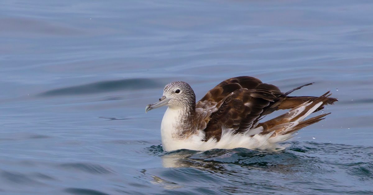 Mangalore Pelagic (oktober 2024) - 'Shear'-geluk op volle zee!