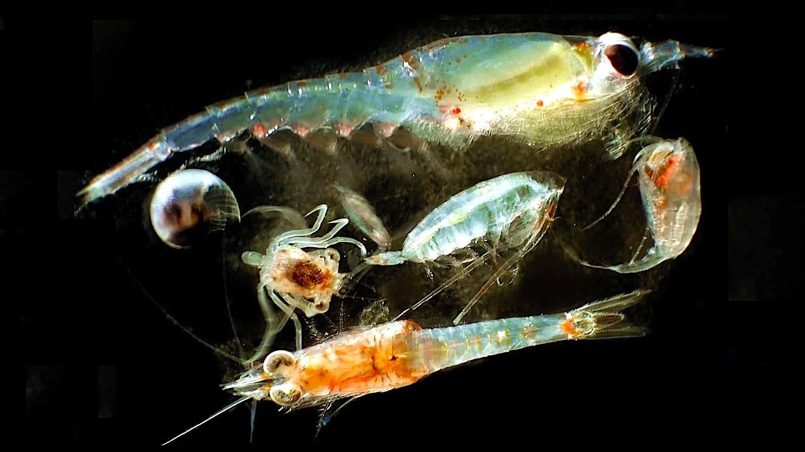 Researchers Parse the Future of Plankton in an Ever-Warmer World